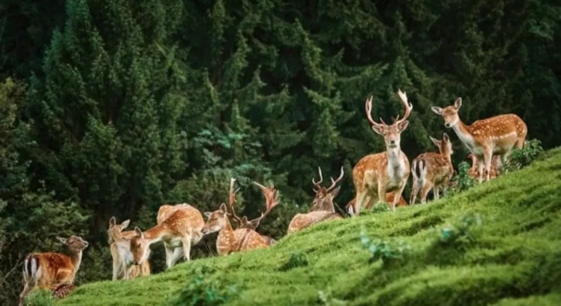 Reindeer Farm