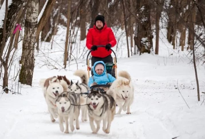 Husky Sled Ride