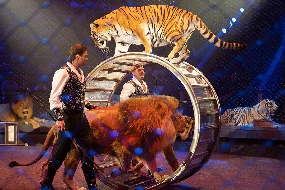Great Moscow Circus