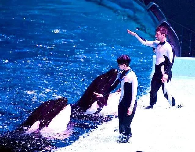 Dolphinarium