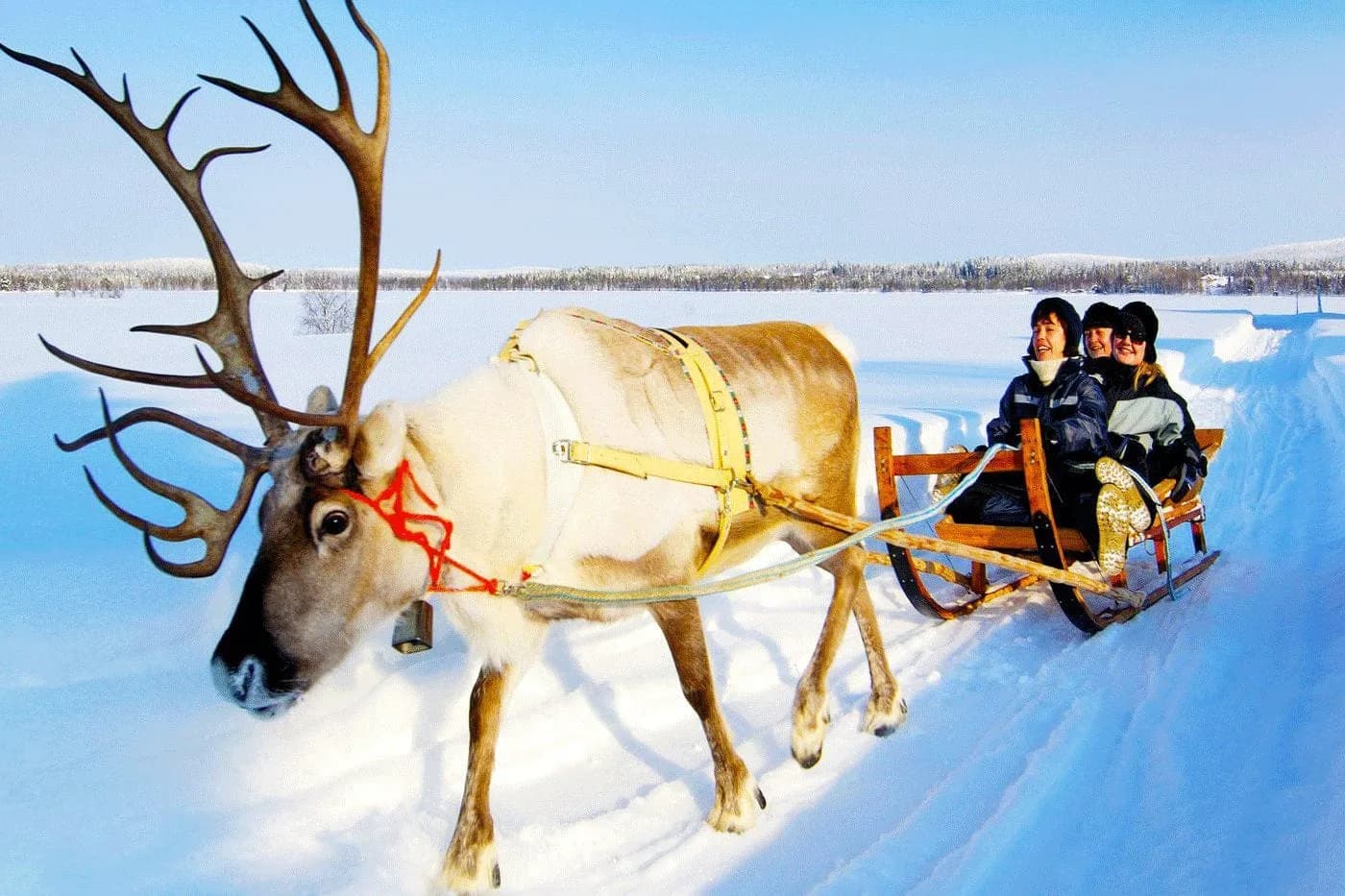 Reindeer Sleigh Ride